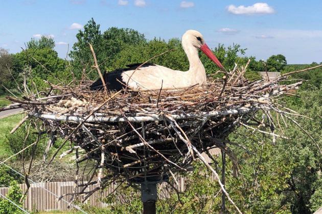 ДТЕК запускає "Трек Лелек": як новий проєкт допоможе захистити птахів і електромережі