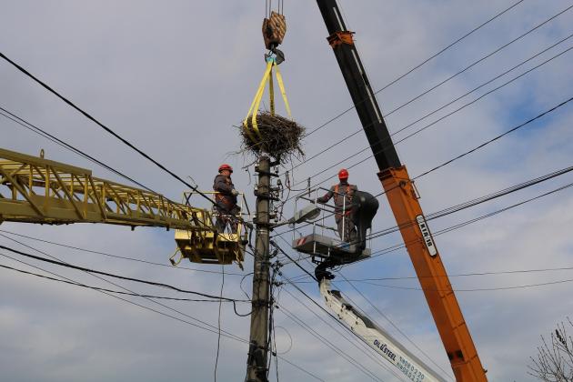 ДТЕК Мережі укріплять понад 70 гнізд лелек на електроопорах