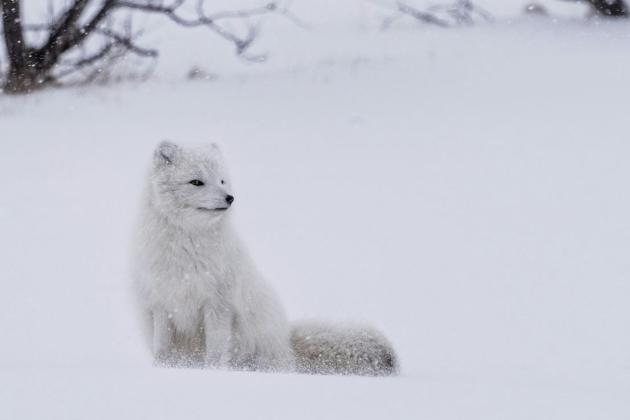 НАЙСТРАШНІША ЗИМА -ЗАВЖДИ ТА, ЩО ПОПЕРЕДУ