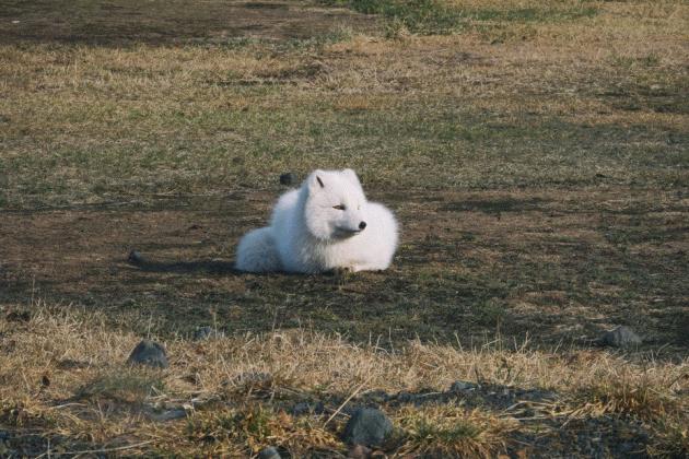 ВІД ЗИМИ ТРИВОГИ ДО БЕНТЕЖНОГО ЛІТА.  СТРАТЕГІЯ ВИЖИВАННЯ