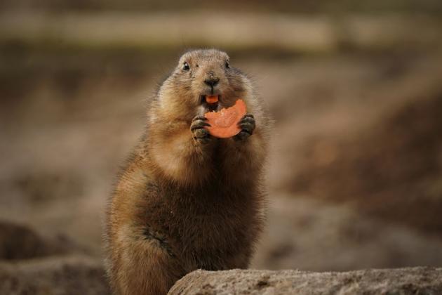 Тарифний День Бабака